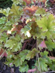 Хойхера (Heuchera)