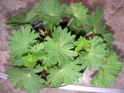 Хойхера (Heuchera)