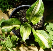 Хоста Албопикта, Функия (Hosta Halcyon)