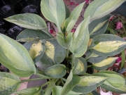 Хоста, Функия (Hosta)
