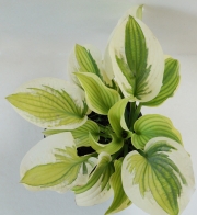 Хоста, Функия (Hosta)