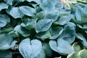Хоста (Hosta Big Daddy)