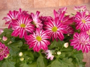 Хризантема (Chrysanthemum)