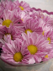 Хризантема (Chrysanthemum)