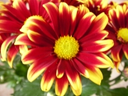 Хризантема (Chrysanthemum)