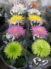 Хризантема (Chrysanthemum)