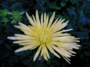 Хризантема (Chrysanthemum)