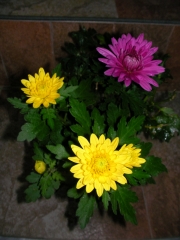 Хризантема микс разсад (Chrysanthemum)
