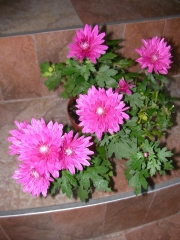 Хризантема (Chrysanthemum)