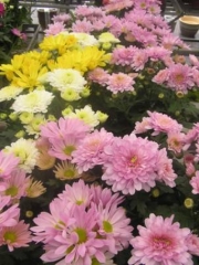 Хризантема, розова кичеста, разсад (Chrysanthemum)