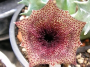 Хуерния (Huernia clavigera)