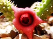 Хуерния (Huernia echidnopsioides)