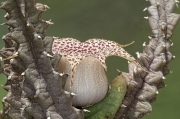 Хуерния (Huernia hislopii var. robusta)
