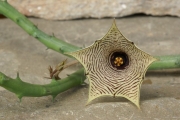 Хуерния (Huernia leachii)