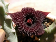 Хуерния (Huernia pendurata)