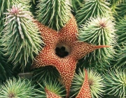 Хуерния (Huernia pillansii)