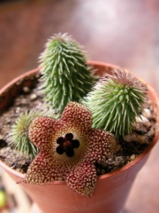 Хуерния (Huernia pillansii)