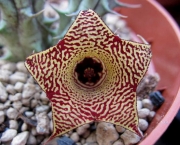 Хуерния (Huernia pillansii hybride)