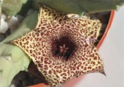 Хуерния (Huernia recondita)