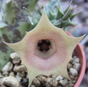 Хуерния (Huernia rosea)
