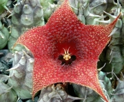 Хуерния (Huernia saudi-arabica)