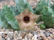 Хуерния (Huernia thuretii)