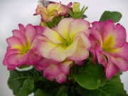 Иглика едроцветна (Primula vulgaris SUZE)