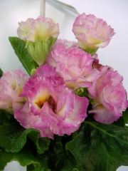 Иглика кичеста (Primula vulgaris SUZE)
