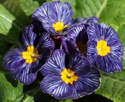 Иглика (Primula)