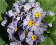Иглика (Primula)