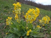 Иглика, Примула, жълта (Primula officinalis)