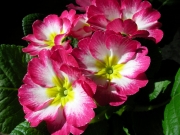 Иглика примула (Primula)