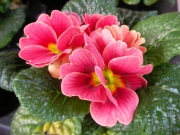 Иглика примула (Primula)