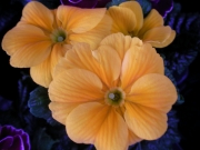 Иглика примула (Primula)