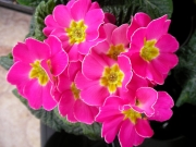 Иглика примула (Primula)