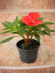 Импациенс , Циганче, червено (Impatiens)