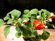 Импациенс , Циганче,кичесто червено (Impatiens)