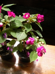 Импациенс , Циганче,кичесто  (Impatiens)