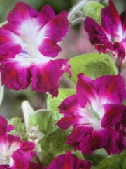 Ипомея грамофонче семена (Ipomoea Raffles)