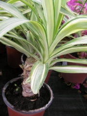 Юка вариегата Емилия (Yucca variegata Emilia)