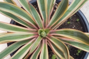 Юка вариегата студоустойчива (Yucca variegata)