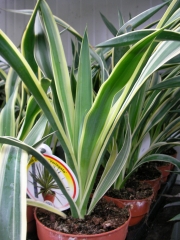 Юка вариегата стайна (Yucca variegata)