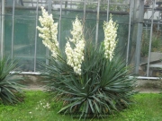 Юка, външна (Yucca)
