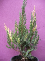 Юниперус, хвойна (Juniperus stricta variegata)