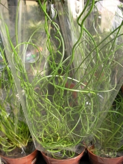 Юнкус (Juncus effusus)