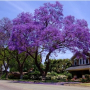 Жакаранда (Jacaranda mimosifolia)