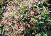 Жасмин, бяло-розов, градински (Jasminum Stephanense)