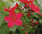 Жасмин градински червен (Jasminum beesianum)