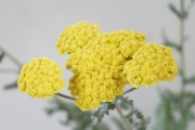 Жълт равнец Ахилея (Achillea millefolium)