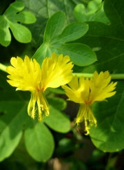 Жълта латинка, семена (Tropaeolum peregrinum)